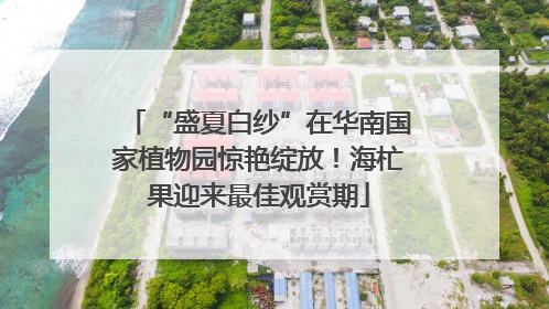 “盛夏白纱”在华南国家植物园惊艳绽放！海杧果迎来最佳观赏期
