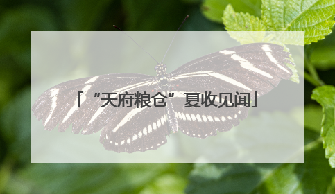 “天府粮仓”夏收见闻