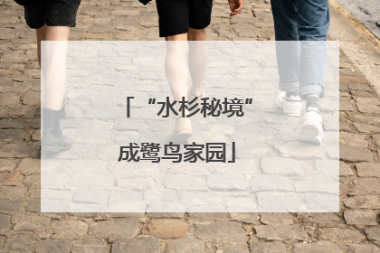 “水杉秘境”成鹭鸟家园