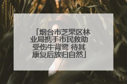 烟台市芝罘区林业局携手市民救助受伤牛背鹭 待其康复后放归自然