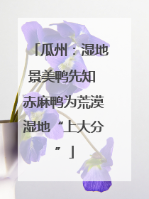 瓜州：湿地景美鸭先知 赤麻鸭为荒漠湿地“上大分”