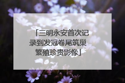 三明永安首次记录到发冠卷尾筑巢繁殖珍贵影像