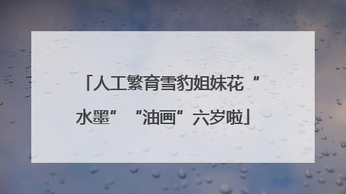 人工繁育雪豹姐妹花“水墨”“油画”六岁啦