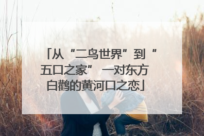 从“二鸟世界”到“五口之家” 一对东方白鹳的黄河口之恋