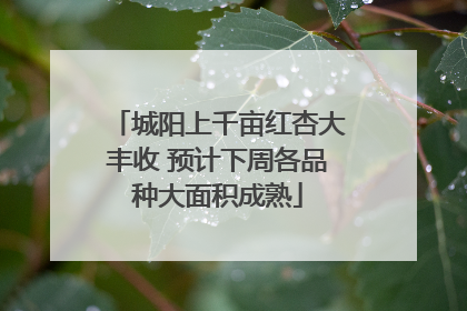 城阳上千亩红杏大丰收 预计下周各品种大面积成熟