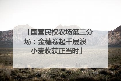 国营民权农场第三分场：金穗卷起千层浪 小麦收获正当时