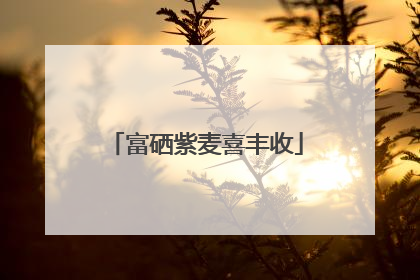 富硒紫麦喜丰收