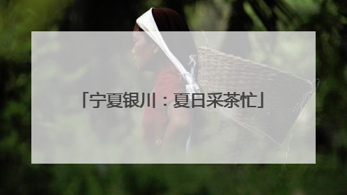 宁夏银川：夏日采茶忙