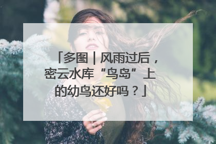 多图｜风雨过后，密云水库“鸟岛”上的幼鸟还好吗？