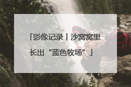 影像记录丨沙窝窝里长出“蓝色牧场”