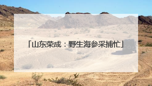 山东荣成：野生海参采捕忙