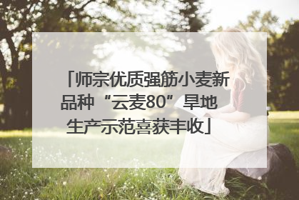 师宗优质强筋小麦新品种“云麦80”旱地生产示范喜获丰收