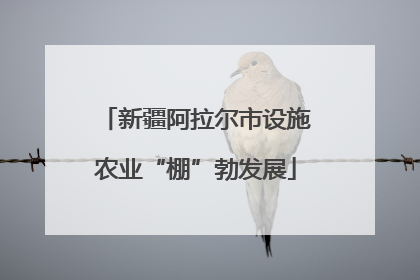 新疆阿拉尔市设施农业“棚”勃发展