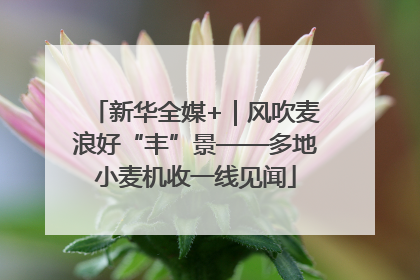 新华全媒+｜风吹麦浪好“丰”景——多地小麦机收一线见闻