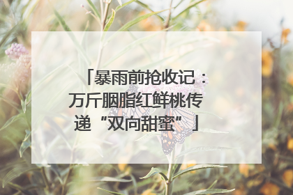 暴雨前抢收记：万斤胭脂红鲜桃传递“双向甜蜜”