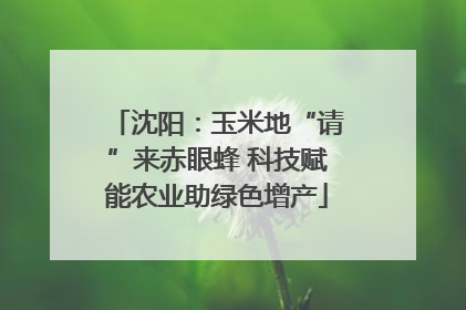 沈阳：玉米地“请”来赤眼蜂 科技赋能农业助绿色增产