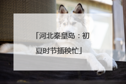河北秦皇岛：初夏时节插秧忙