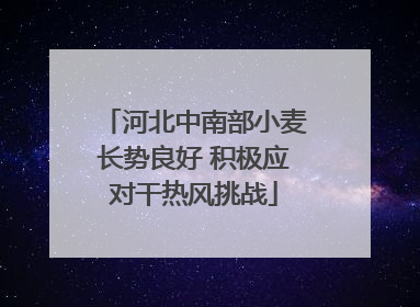 河北中南部小麦长势良好 积极应对干热风挑战