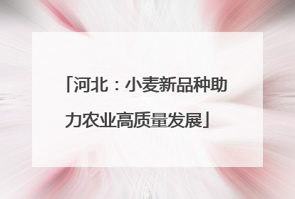 河北：小麦新品种助力农业高质量发展
