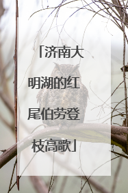济南大明湖的红尾伯劳登枝高歌