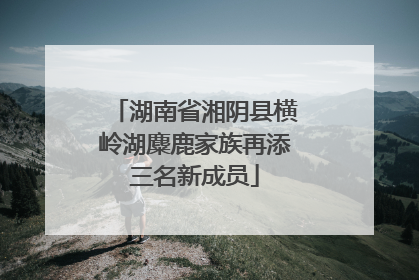 湖南省湘阴县横岭湖麋鹿家族再添三名新成员