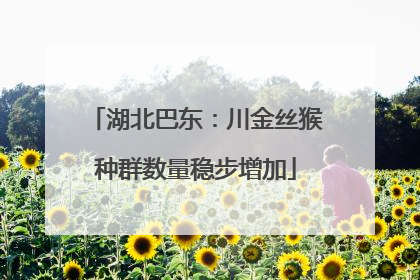 湖北巴东：川金丝猴种群数量稳步增加