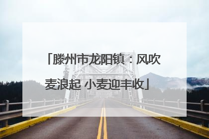 滕州市龙阳镇：风吹麦浪起 小麦迎丰收
