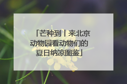 芒种到丨来北京动物园看动物们的夏日纳凉图鉴