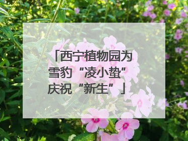 西宁植物园为雪豹“凌小蛰”庆祝“新生”