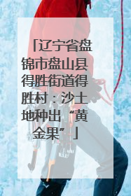 辽宁省盘锦市盘山县得胜街道得胜村：沙土地种出“黄金果”