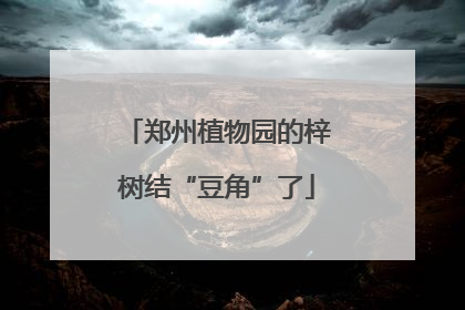 郑州植物园的梓树结“豆角”了