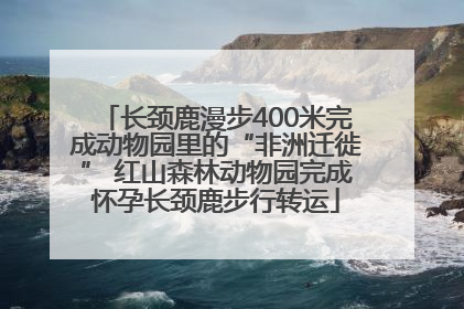 长颈鹿漫步400米完成动物园里的“非洲迁徙” 红山森林动物园完成怀孕长颈鹿步行转运