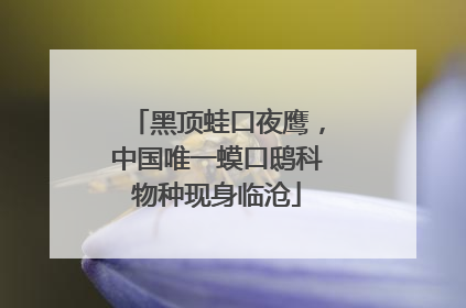 黑顶蛙口夜鹰，中国唯一蟆口鸱科物种现身临沧