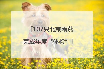 107只北京雨燕完成年度“体检”