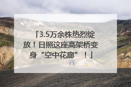 3.5万余株热烈绽放！日照这座高架桥变身“空中花廊”！
